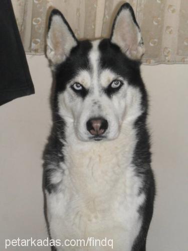 paşaaizmirde. Erkek Sibirya Kurdu (Husky)