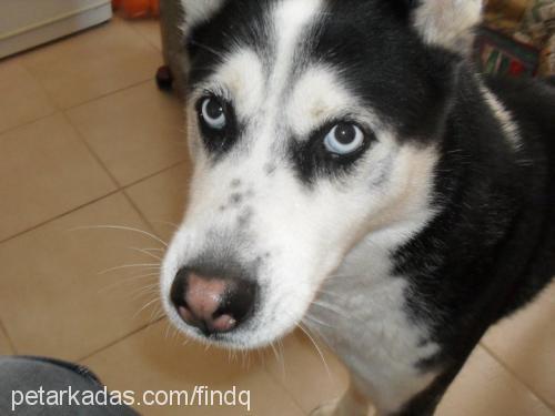 paşaaizmirde. Erkek Sibirya Kurdu (Husky)