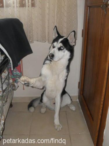 paşaaizmirde. Erkek Sibirya Kurdu (Husky)