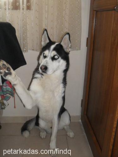 paşaaizmirde. Erkek Sibirya Kurdu (Husky)