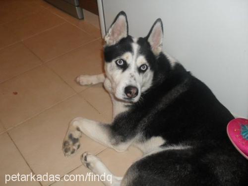 paşaaizmirde. Erkek Sibirya Kurdu (Husky)