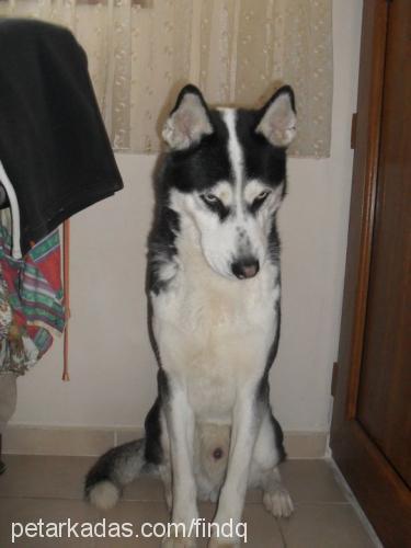 paşaaizmirde. Erkek Sibirya Kurdu (Husky)