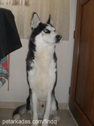 paşaaizmirde. Erkek Sibirya Kurdu (Husky)