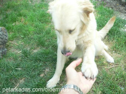 eva Dişi Golden Retriever