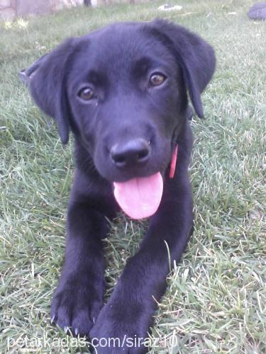 Şiraz Dişi Labrador Retriever