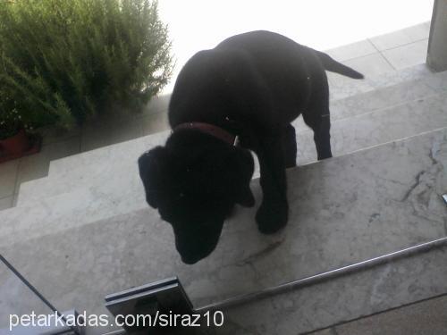 Şiraz Dişi Labrador Retriever