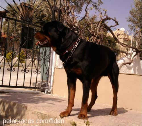 zeus Erkek Rottweiler