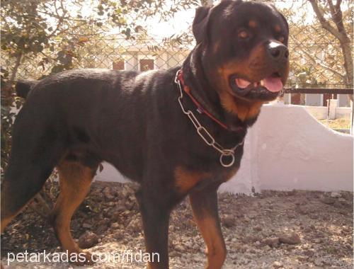 zeus Erkek Rottweiler