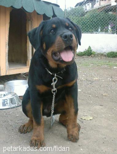 zeus Erkek Rottweiler