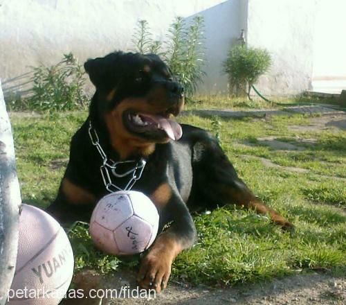 zeus Erkek Rottweiler