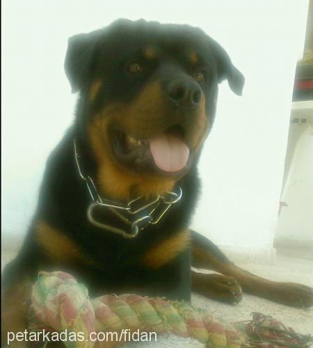 zeus Erkek Rottweiler