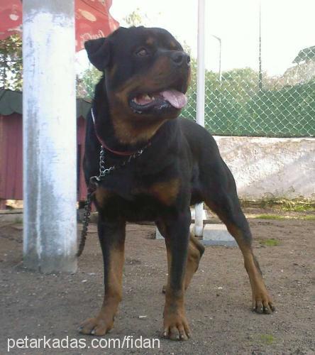 zeus Erkek Rottweiler