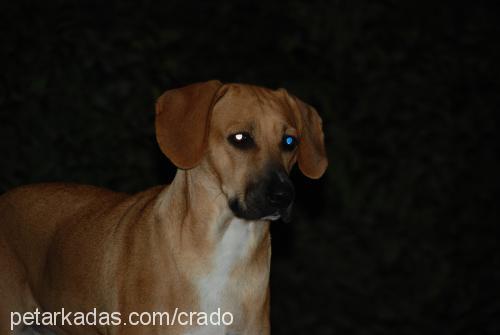 dori Dişi Rhodesian Ridgeback