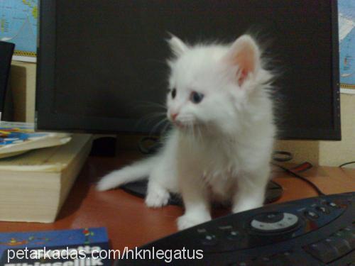 bebekler Erkek Ankara Kedisi (Angora)