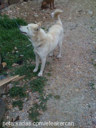 zeus Dişi Sibirya Kurdu (Husky)