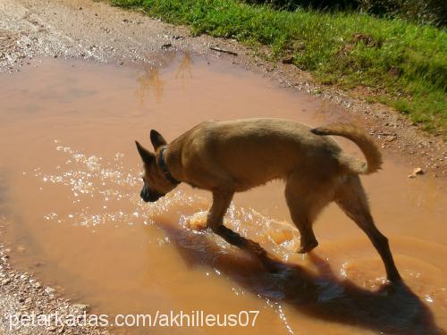 akhilleus Erkek Belçika Malinois