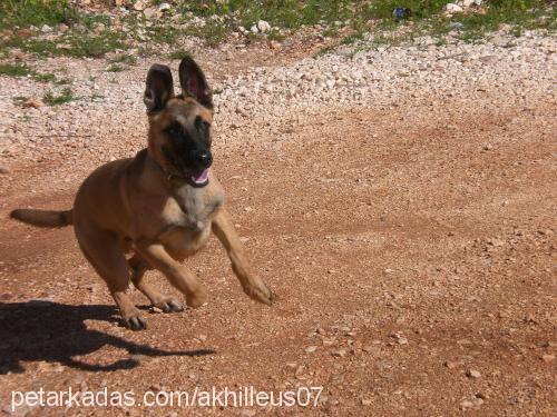 akhilleus Erkek Belçika Malinois