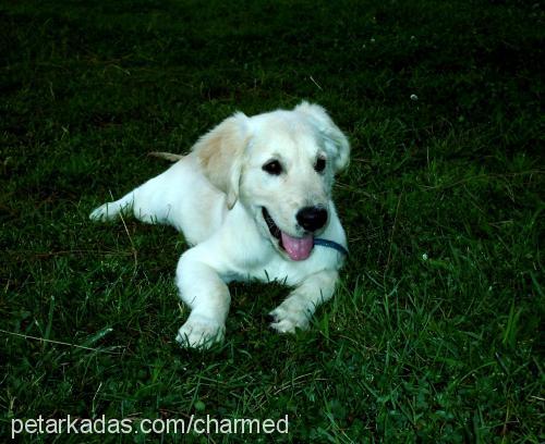 dodo Erkek Golden Retriever