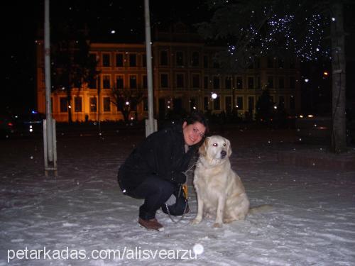 alice Dişi Golden Retriever