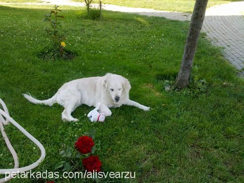 alice Dişi Golden Retriever