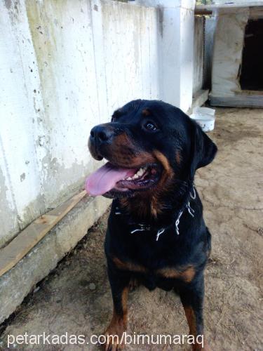 hera Dişi Rottweiler