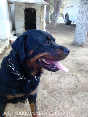 hera Dişi Rottweiler