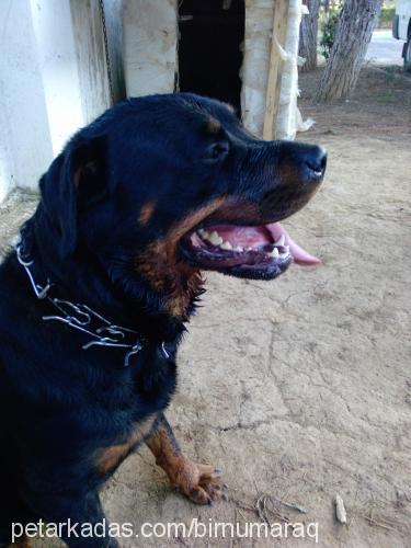 hera Dişi Rottweiler