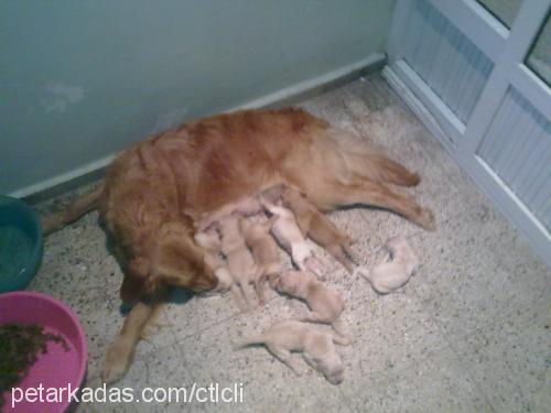 lİmon Dişi Golden Retriever