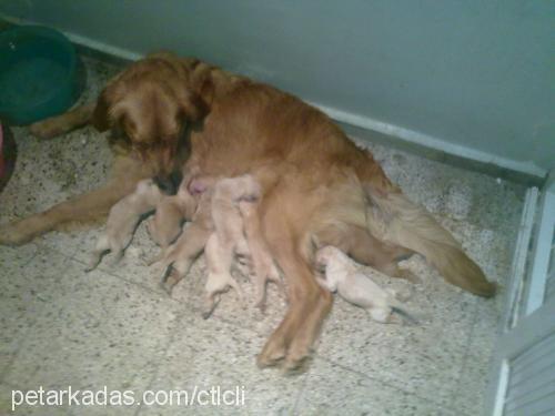 lİmon Dişi Golden Retriever