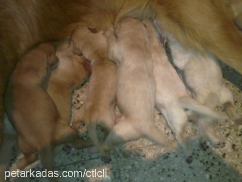 lİmon Dişi Golden Retriever