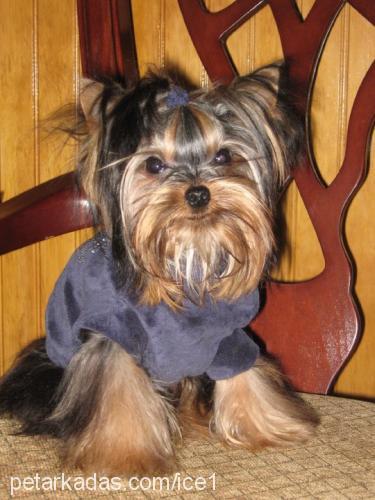 İce Erkek Yorkshire Terrier