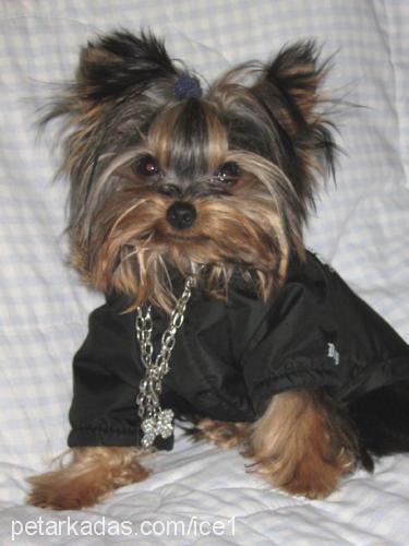 İce Erkek Yorkshire Terrier