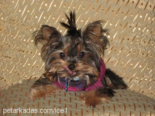 İce Erkek Yorkshire Terrier