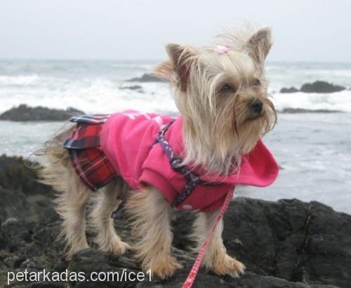 paris Dişi Yorkshire Terrier