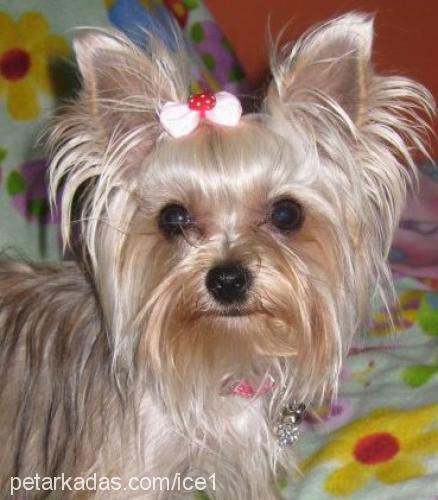 paris Dişi Yorkshire Terrier