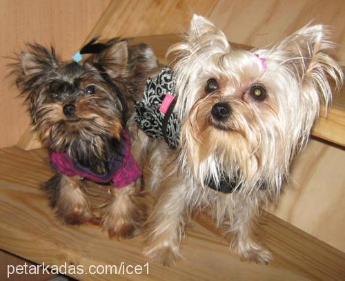 paris Dişi Yorkshire Terrier