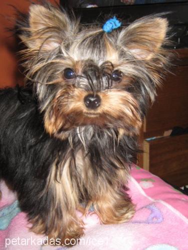 İce Erkek Yorkshire Terrier