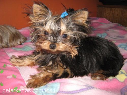 İce Erkek Yorkshire Terrier