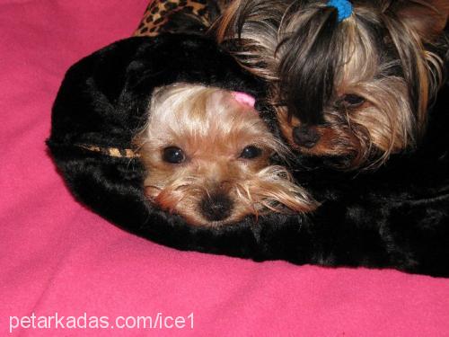 İce Erkek Yorkshire Terrier