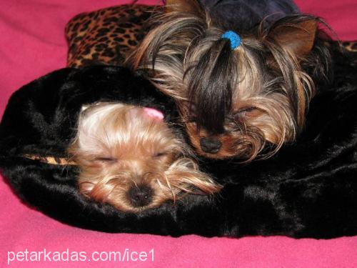 İce Erkek Yorkshire Terrier