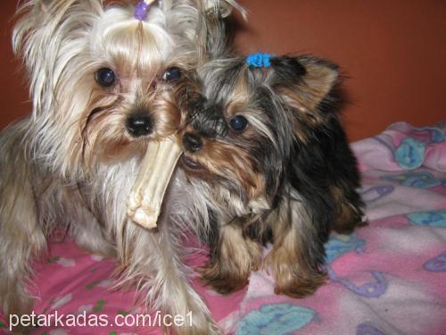 İce Erkek Yorkshire Terrier