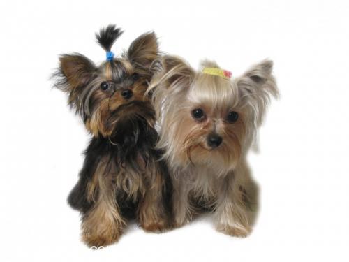 paris Dişi Yorkshire Terrier