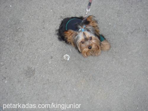 junior Erkek Yorkshire Terrier