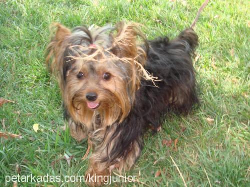 junior Erkek Yorkshire Terrier