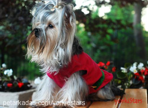 rebecca Dişi Yorkshire Terrier