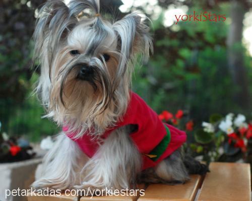 rebecca Dişi Yorkshire Terrier