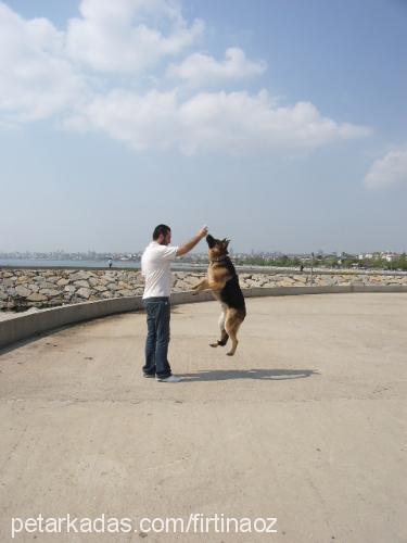 cash Erkek Alman Çoban Köpeği