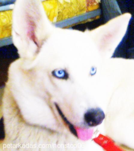 lara Dişi Sibirya Kurdu (Husky)