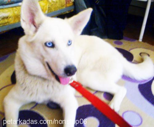 lara Dişi Sibirya Kurdu (Husky)