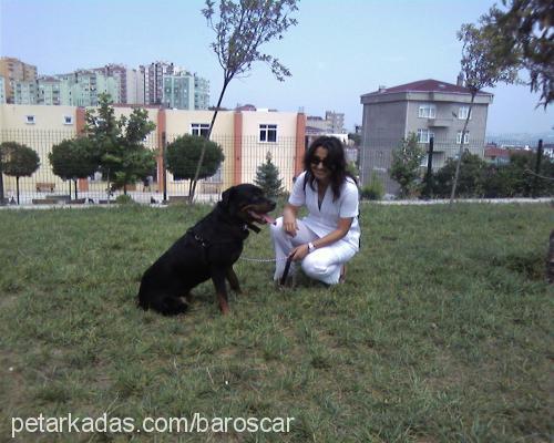 lethe Dişi Rottweiler